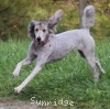 A photo of Mithril Piper In the Sky, a silver standard poodle