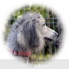 A photo of Mithril Piper In the Sky, a silver standard poodle