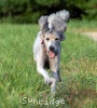 A photo of Mithril Piper In the Sky, a silver standard poodle