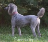 A photo of Mithril Piper In the Sky, a silver standard poodle