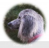 A photo of Mithril Piper In the Sky, a silver standard poodle