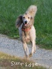 A photo of Mithril Piper In the Sky, a silver standard poodle