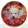 A photo of Sasha, a white standard poodle