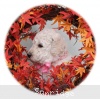 A photo of Sasha, a white standard poodle