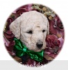 A photo of Sophie, a cream standard poodle