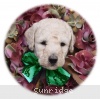 A photo of Sophie, a cream standard poodle