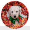 A photo of Sophie, a cream standard poodle
