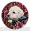 A photo of Penelope, a white standard poodle