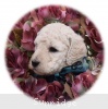 A photo of Penelope, a white standard poodle