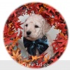 A photo of Penelope, a white standard poodle