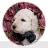 A photo of Talulah, a white standard poodle