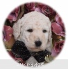 A photo of Talulah, a white standard poodle