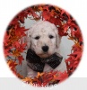 A photo of Talulah, a white standard poodle