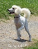 A photo of Sunridge Vision of Moonlight Dymonds, a white standard poodle