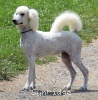 A photo of Sunridge Vision of Moonlight Dymonds, a white standard poodle