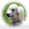 A photo of Sunrige Vision of Moonlight Dymonds, a white standard poodle