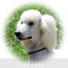 A photo of Sunridge Vision of Moonlight Dymonds, a white standard poodle