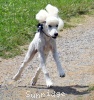 A photo of Sunridge Vision of Moonlight Dymonds, a white standard poodle