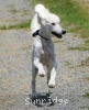 A photo of Sunrige Vision of Moonlight Dymonds, a white standard poodle