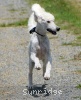A photo of Sunridge Vision of Moonlight Dymonds, a white standard poodle