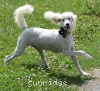 A photo of Sunrige Vision of Moonlight Dymonds, a white standard poodle