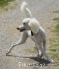 A photo of Sunridge Vision of Moonlight Dymonds, a white standard poodle