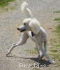 A photo of Sunrige Vision of Moonlight Dymonds, a white standard poodle