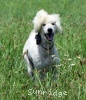 A photo of Sunridge Vision of Moonlight Dymonds, a white standard poodle