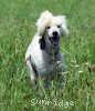 A photo of Sunrige Vision of Moonlight Dymonds, a white standard poodle