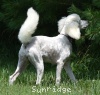 A photo of Sunrige Vision of Moonlight Dymonds, a white standard poodle