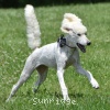 A photo of Sunridge Vision of Moonlight Dymonds, a white standard poodle