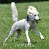 A photo of Sunrige Vision of Moonlight Dymonds, a white standard poodle