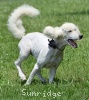 A photo of Sunridge Vision of Moonlight Dymonds, a white standard poodle