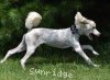 A photo of Sunridge Vision of Moonlight Dymonds, a white standard poodle