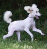 A photo of Sunridge Vision of Moonlight Dymonds, a white standard poodle