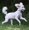 A photo of Sunrige Vision of Moonlight Dymonds, a white standard poodle