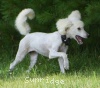 A photo of Sunridge Vision of Moonlight Dymonds, a white standard poodle