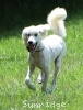 A photo of Sunridge Vision of Moonlight Dymonds, a white standard poodle