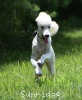 A photo of Sunrige Vision of Moonlight Dymonds, a white standard poodle