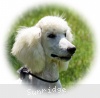 A photo of Sunridge Vision of Moonlight Dymonds, a white standard poodle