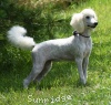 A photo of Sunridge Vision of Moonlight Dymonds, a white standard poodle