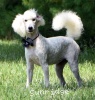 A photo of Sunridge Vision of Moonlight Dymonds, a white standard poodle