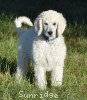 A photo of Penelope, a white standard poodle