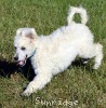 A photo of Penelope, a white standard poodle