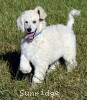 A photo of Penelope, a white standard poodle
