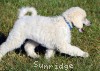 A photo of Penelope, a white standard poodle