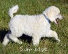 A photo of Penelope, a white standard poodle