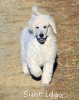 A photo of Penelope, a white standard poodle