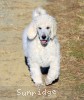 A photo of Penelope, a white standard poodle