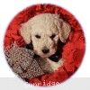 A photo of Sunridge White Knight Of My Dreamz, a white standard poodle